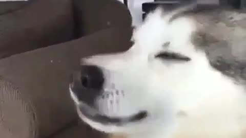 Husky sent into sneezing frenzy