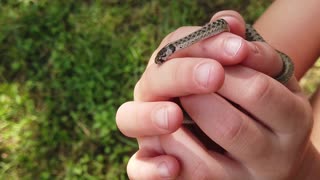 Little boy holding a Brown Snake
