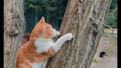 cat climbing on tree