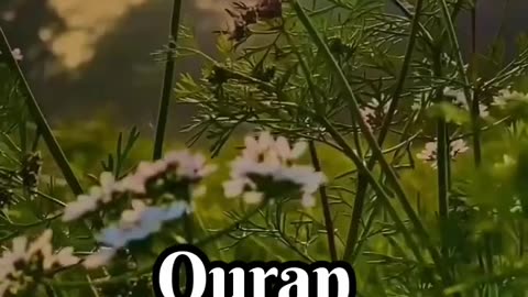 Surah Taghabun ayat 11-13 Quran Translation #islam #quran #shorts #freequraneducation