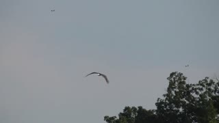 281 Toussaint Wildlife - Oak Harbor Ohio - Eagle Gets Disturbed And Takes Off