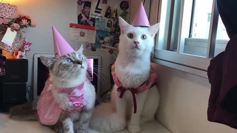 Kitties dressed for friyay night pawty