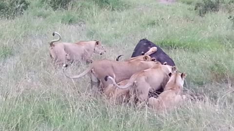 Amazing pride of lioness attack an injured buffalo | Wildlife ultimate hunts