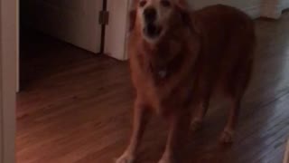 Silly old golden retriever screams at owner