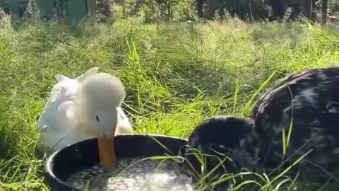 dusty and otter duck part-9