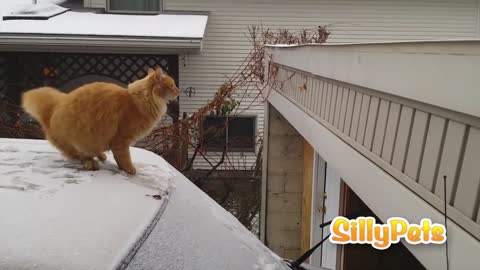 SO FUNNY - JUMPING CATS FAILS COMPILATION!