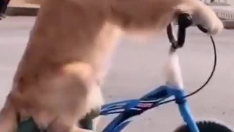 Dog bicycle