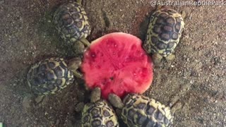 Turtles Enjoy a Nice Christmas Dinner