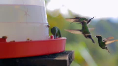 Thirsty Hummingbirds.