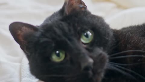 The mosThe most beautiful black catst beautiful black cats