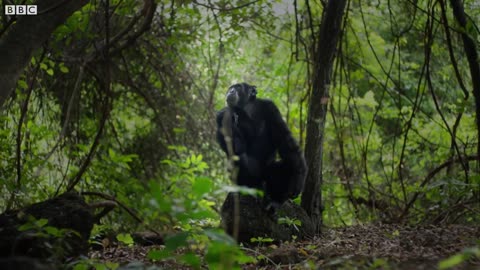 Meet David: The Alpha Chimp Defending His Crown | Dynasties | BBC Earth