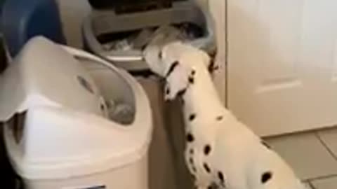 Clever dog leans how to open motion sensored trash cam