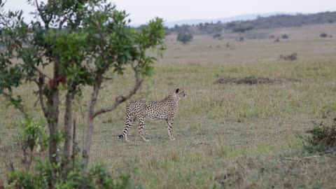 cheetah danger Animals