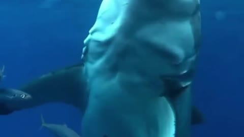 shark bites camera