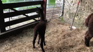 Alpaca at feeding time