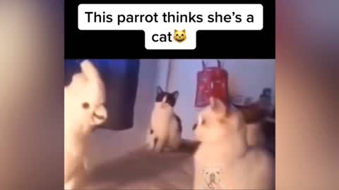 Parrot Thinks She's Cat | Funny Compilation