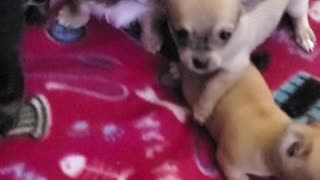 Teacup chihuahuas 5 weeks old just having a good old time