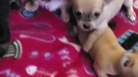 Teacup chihuahuas 5 weeks old just having a good old time