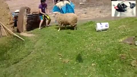 Funny Sheep Attacking People Compilation - Funniest Animals Videos 2020