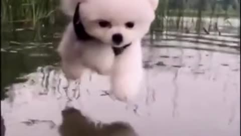 Cute puppy try to swimming