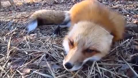 Adorable baby fox pups playing funny