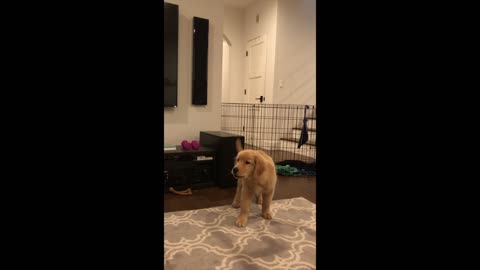 Golden retriever puppy tries to steal socks and talks back to dad