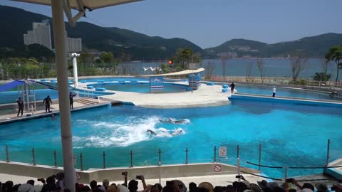The BEST DOLPHIN show