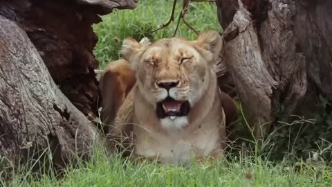 What happens when a tiger mates with a lion