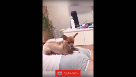 Fun Best cat and dog video part(1)