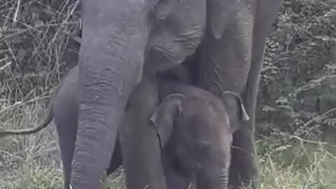 Elephant & Baby Elephant- Wasgomuwa National Park