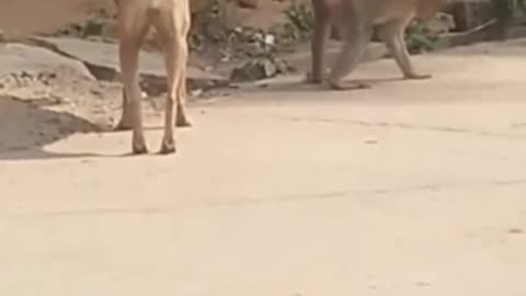 Funny Dog and Monkey Video - Very Funny