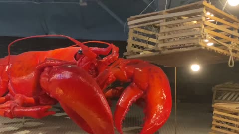 Boston Lobster Feast (Mukbang)