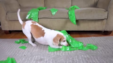 Funny Animals #111 Dog Pranked with Alien