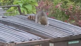 Racoon (trash panda) dumpster diving at 3 Brothers restaurant