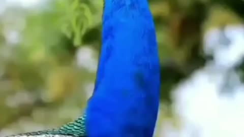 Let the mind be mesmerized by listening to the wonderful voice of the peacock.