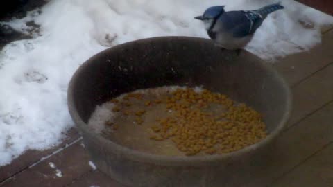 Blue jay eats cat food like a woodpecker