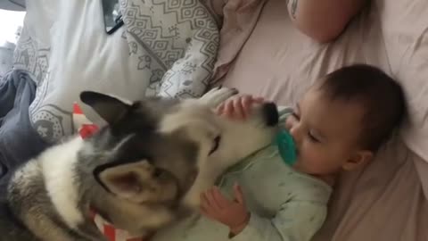 Husky babysitter makes baby giggle
