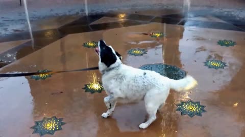 Playful dog humorously enjoys water fountain