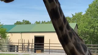 Upclose and personal with a giraffe