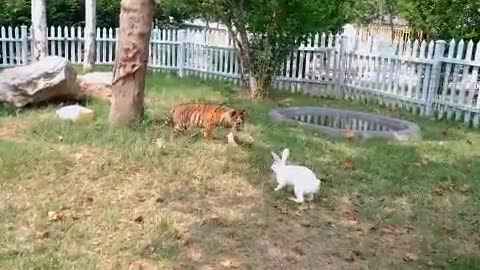 The naughty cat plays with the tiger