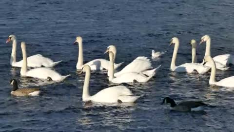 swans ducks water white bird