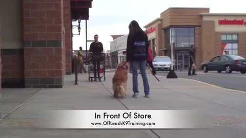 Brilliant Retriever Training To Be A Service Dog: Service Dog Trainers in Northern Virginia