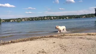 Buddha the bulldog swimming within his limits