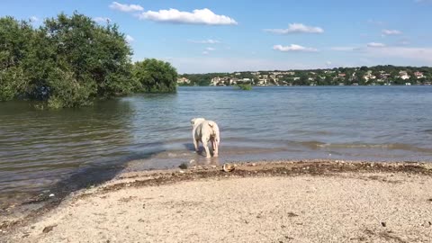 Buddha the bulldog swimming within his limits