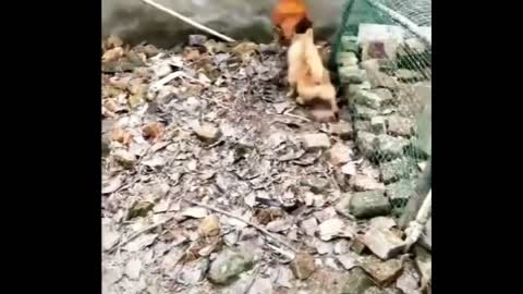 Dog VS Hen Funny Fight/ Funny Animals Fight Videos.