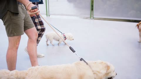 Midsection of unrecognizable couple with three pet dogs outdoors in city, walking