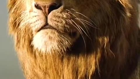 Lion Attitude...