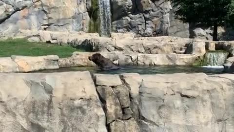 Black bear swimming in the watter to cool off