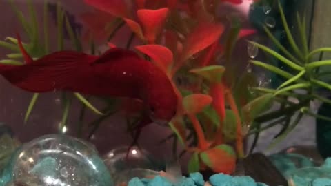 My Betta Fish Gets Excited