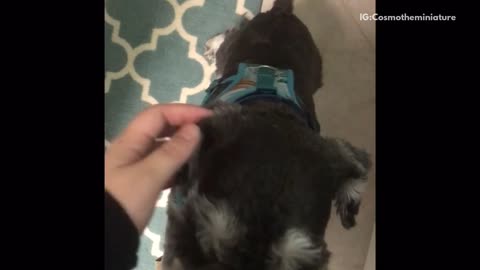 Black and white dog in blue harness greeting owner after owner opens door